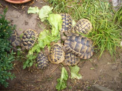 Maurische Landschildkröten NZ2021 und2021 in artgerechte Haltung abzugeben