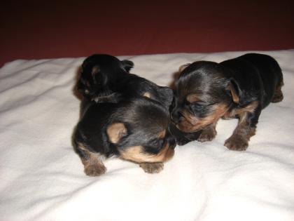 Mini Yorkie Terrier Welpen zu verkaufen!