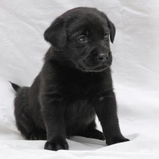 Süßer schwarzer reinrassiger Labradorwelpe sucht noch ein zu Hause