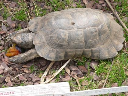 Testudo marginata  -weissingeri 