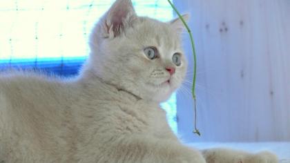 BKH-Kitten