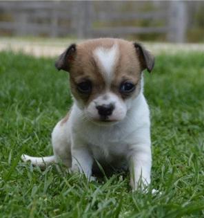 Chihuahua Mädels mit Ahnentafel
