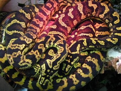 Teppichpython