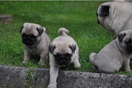 Süße kleine Mops Babys zu verkaufen.