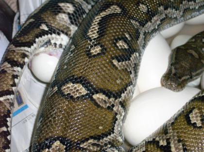 Boas und Pythons abzugeben vom Snake Zoo