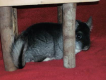 Zahme Chinchillas abzugeben