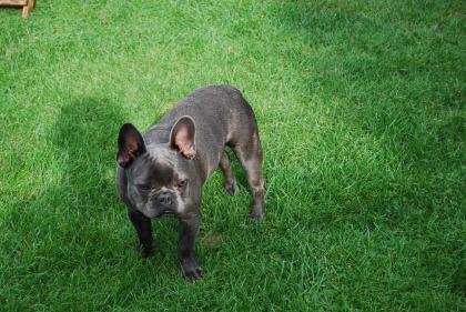 Französisch Bulldog-Rüde in Blau mit Papiere