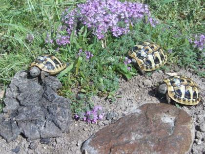 Griechische Landschildkröten Nachzucht 09