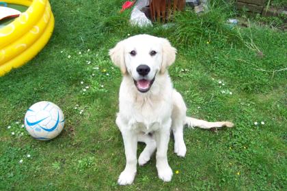 Golden Retriver in liebevolle Hände abzugeben