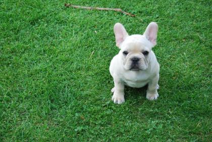 Französische Bulldogge in Farbe Creme