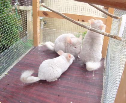 Chinchillas-Weibchen zu Verkaufen