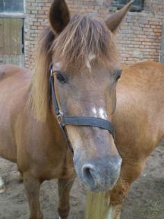 Biete Reitbeteiligung auf lieber Reitponystute ( 1-2 mal pro Woche)