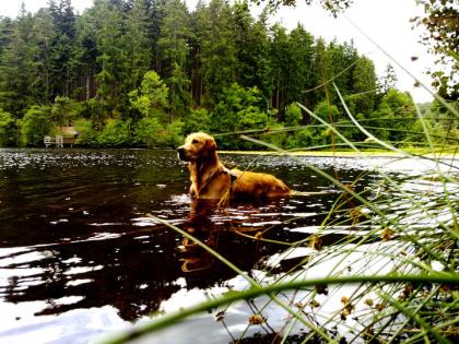 Golden Retriever Rüde sucht Hündin zum Decken 