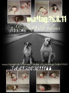 American Bulldog Welpen aus Dodge City Bulldogs 