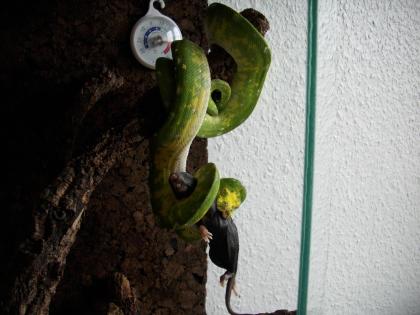 Baumpython, weibl. Morelia-viridis -BIAK- WF vom 04.11, auch Tausch möglich