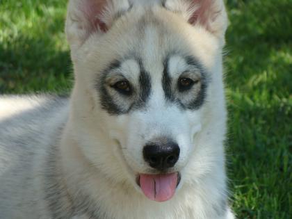 Siberian Husky Welpe 14 Wo mit FCI/VDH/DCNH-Papieren