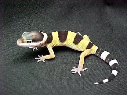 Leopardgecko NZ2021 abzugeben