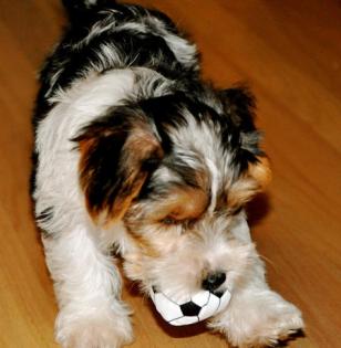 Gesunde Yorkshire Terrier Welpen