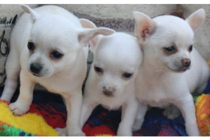 3 KH 3 LH Chihuahua Welpen(VDH/FCI )!!.