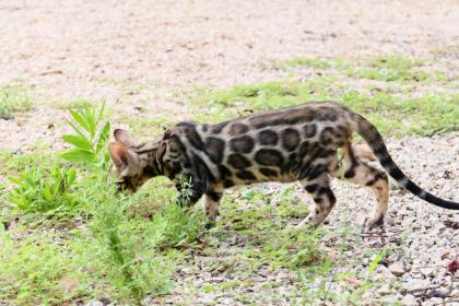Reinrassige Bengal Kitten
