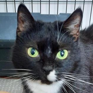 LINA - europäische Kurzhaarkatze - 9 Jahre - Tierhilfe-Franken e.V.