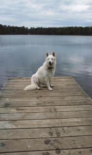 Weisser Schweizer Schäferhund ~~~Deckrüde~~~