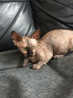 Sphynx Kätzchen für Ihr Zuhause !!