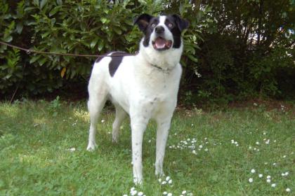 BADOU - Mix - 6 Jahre - Tierhilfe-Franken e.V.
