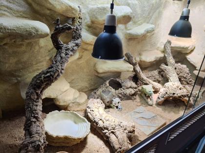 Bartagame (m) mit großem Terrarium, Quarantäneterrarium inkl. Beleuchtung und vi