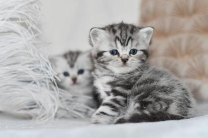 Bkh Silver Tabby Kitten