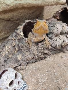 Bartagame (m) mit großem Terrarium, Quarantäneterrarium inkl. Beleuchtung und vi