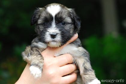 Tibet Terrier Welpen