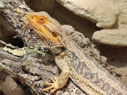 Bartagame (m) mit großem Terrarium, Quarantäneterrarium inkl. Beleuchtung und vi