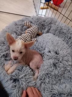 Verschmuster kleiner Chinese Crested Junge sucht umständehalber ein neues Plätzc