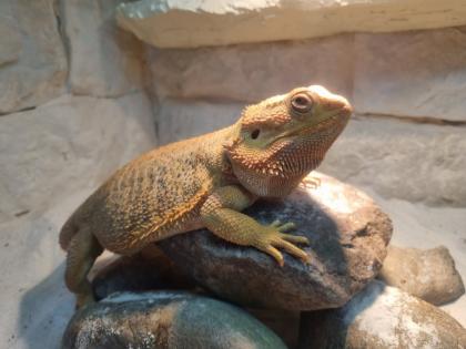 2 männliche Bartagame (Pogona vitticeps) suchen ein neues Zuhause, Einzelabgabe 