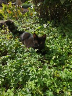 Katzenkinder suchen Dosenöffner