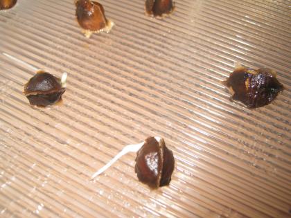 MORINGA OLEIFERA