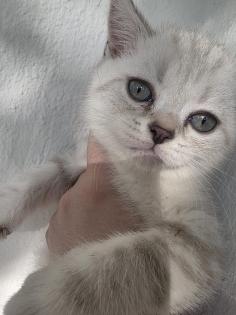 BKH Kitten Abgabebereit