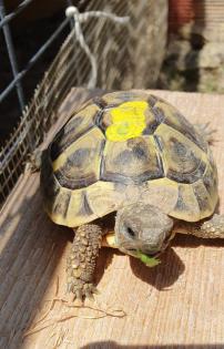 Griechische Landschildkröten NZ 2024