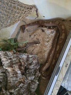 Wunderschöne Boa Constrictor Imperator mit Terrarium