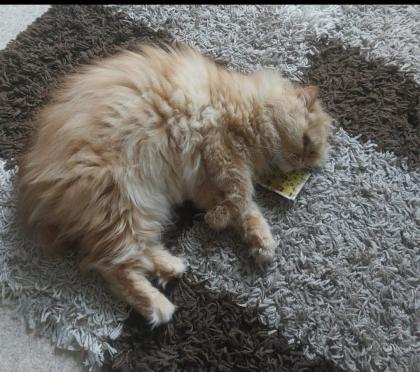 Katze abzugeben kostenlos mit Zubehör