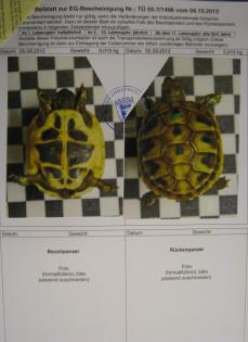 Europäische und Griechische Landschildkröten