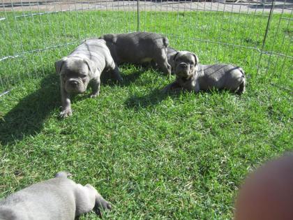 Französische Bulldogge Blau