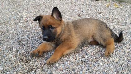 Schäferhund Welpen
