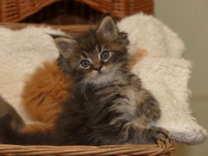 Maine Coon Babys