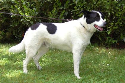 BADOU - Mix - 6 Jahre - Tierhilfe-Franken e.V.