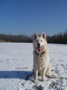 Weisser Schweizer Schäferhund ~~~Deckrüde~~~