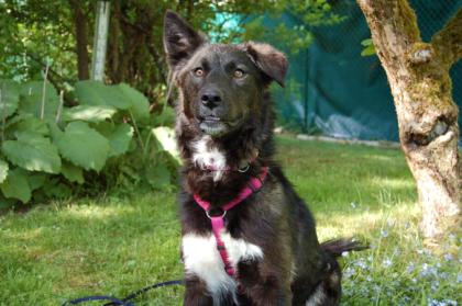 NORMITA - Mix - 1 Jahr - Tierhilfe-Franken e.V.