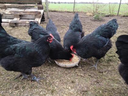 Bruteier BE Große Schwarze Australorps