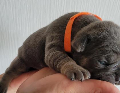 Französische Bulldogge - Welpen in blau / blue & blue-tan mit Ahnentafel